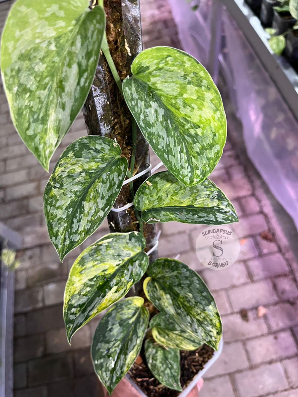 Scindapsus Rajatapura Tricolor - Best Selected - Scindapsus Borneo