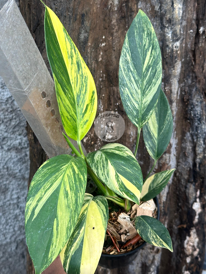 Scindapsus Rupertis Neon - Best Selected