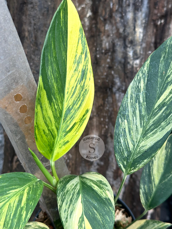 Scindapsus Rupertis Neon - Best Selected