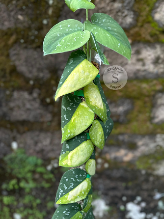 Scindapsus Sentarum Variegated - Best Selected - Scindapsus Borneo