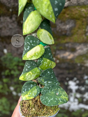 Scindapsus Sentarum Variegated - Best Selected - Scindapsus Borneo