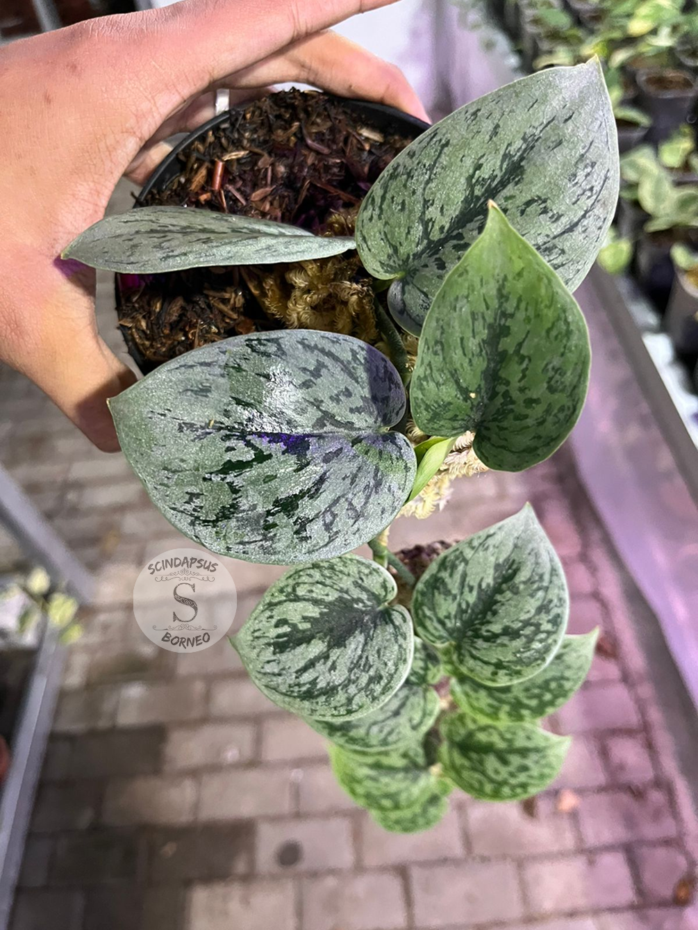 Scindapsus Silver Army - Best Selected - Scindapsus Borneo