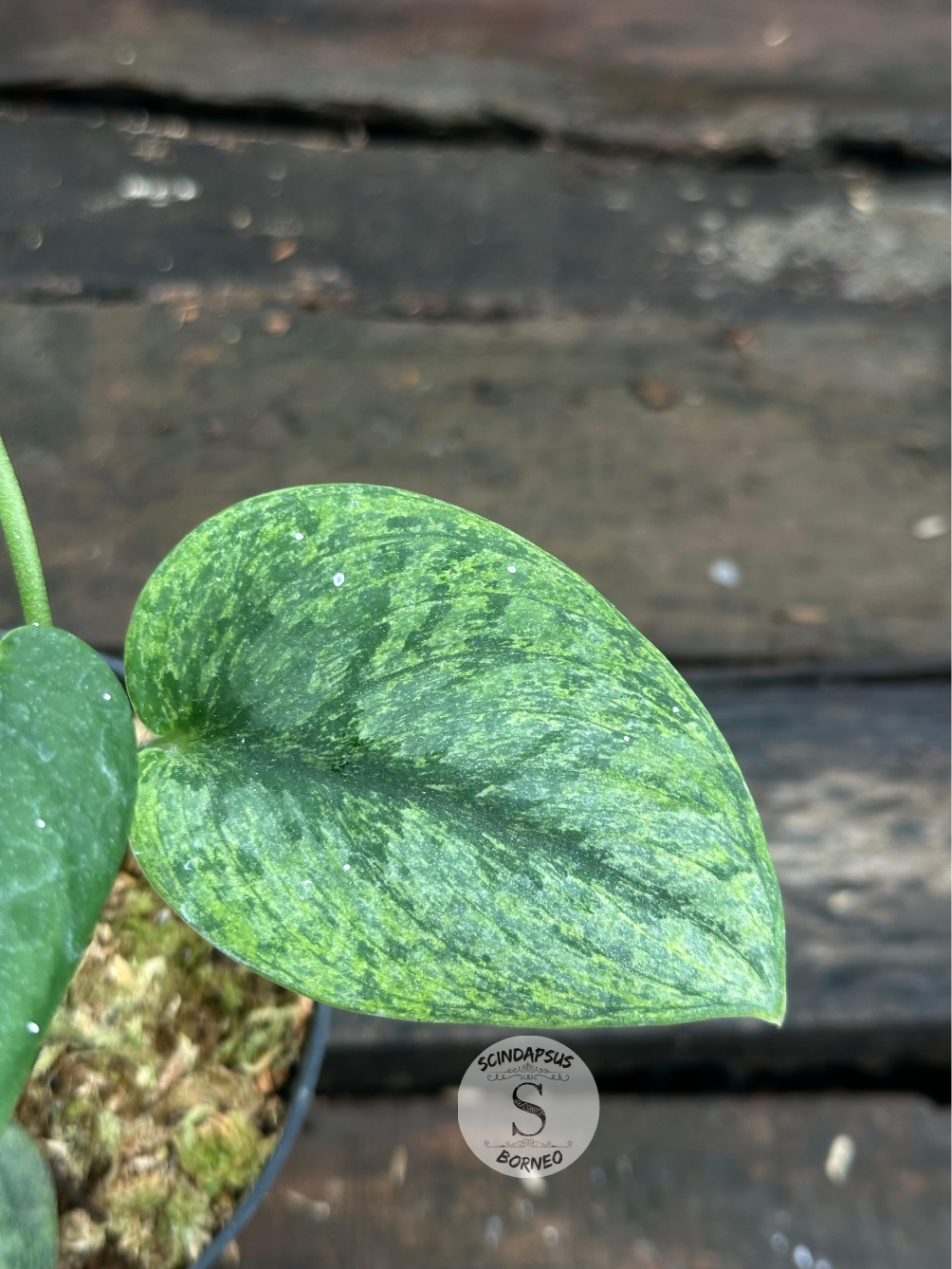 Scindapsus Silver Knight Golden Mint - Scindapsus Borneo