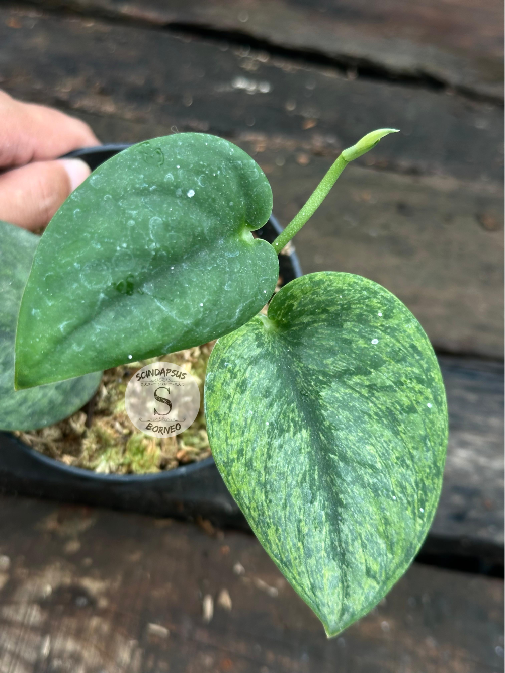 Scindapsus Silver Knight Golden Mint - Scindapsus Borneo
