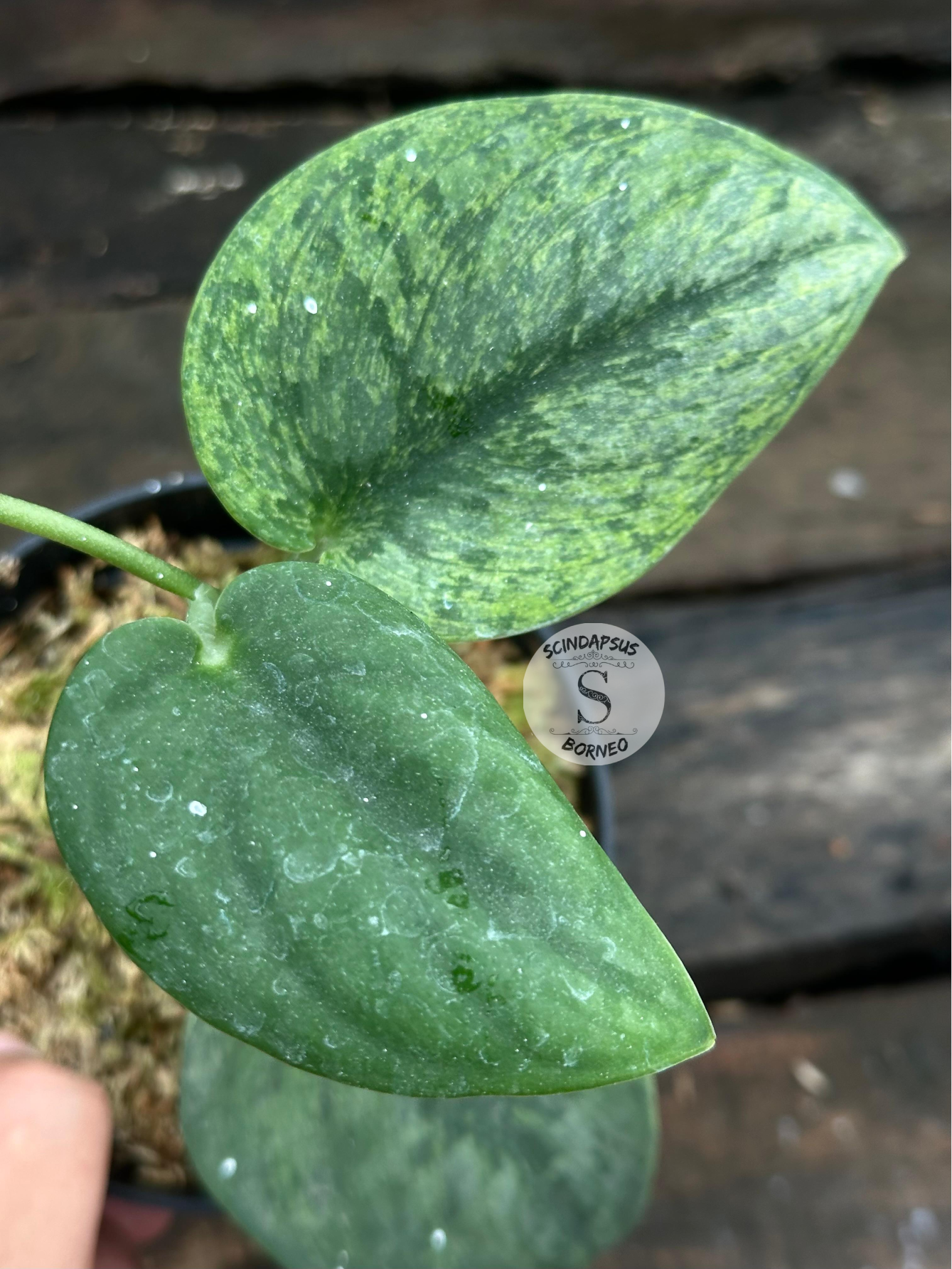 Scindapsus Silver Knight Golden Mint - Scindapsus Borneo