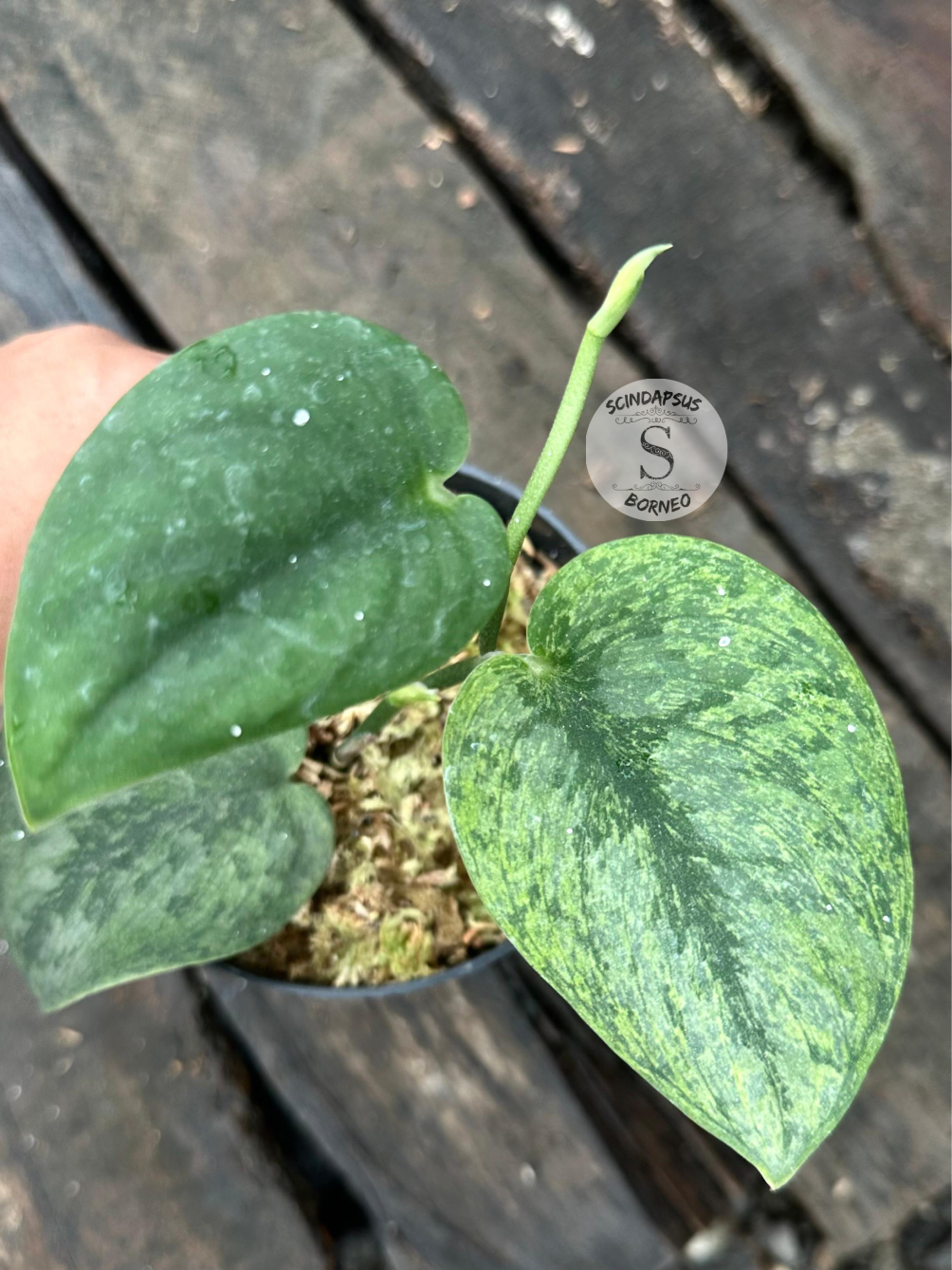 Scindapsus Silver Knight Golden Mint - Scindapsus Borneo