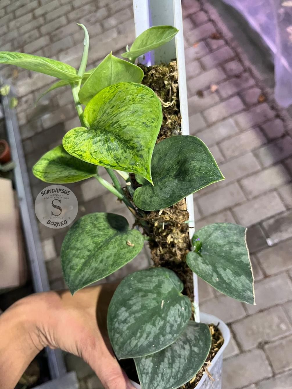 Scindapsus Silver Knight Green Mint - Best Selected - Scindapsus Borneo