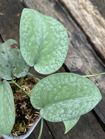 Scindapsus Silver Platinum Full Silver - Scindapsus Borneo