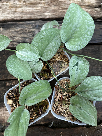 Scindapsus Silver Platinum Full Silver - Scindapsus Borneo