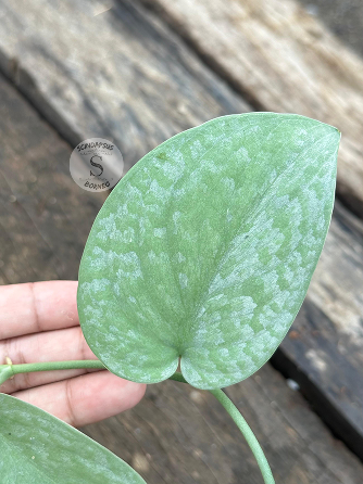 Scindapsus Silver Platinum Full Silver - Scindapsus Borneo