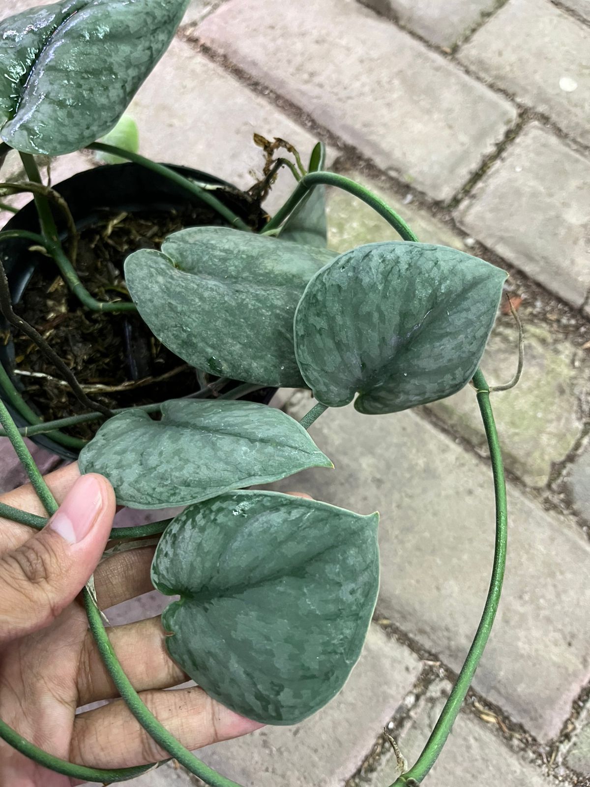 Scindapsus Silver drift