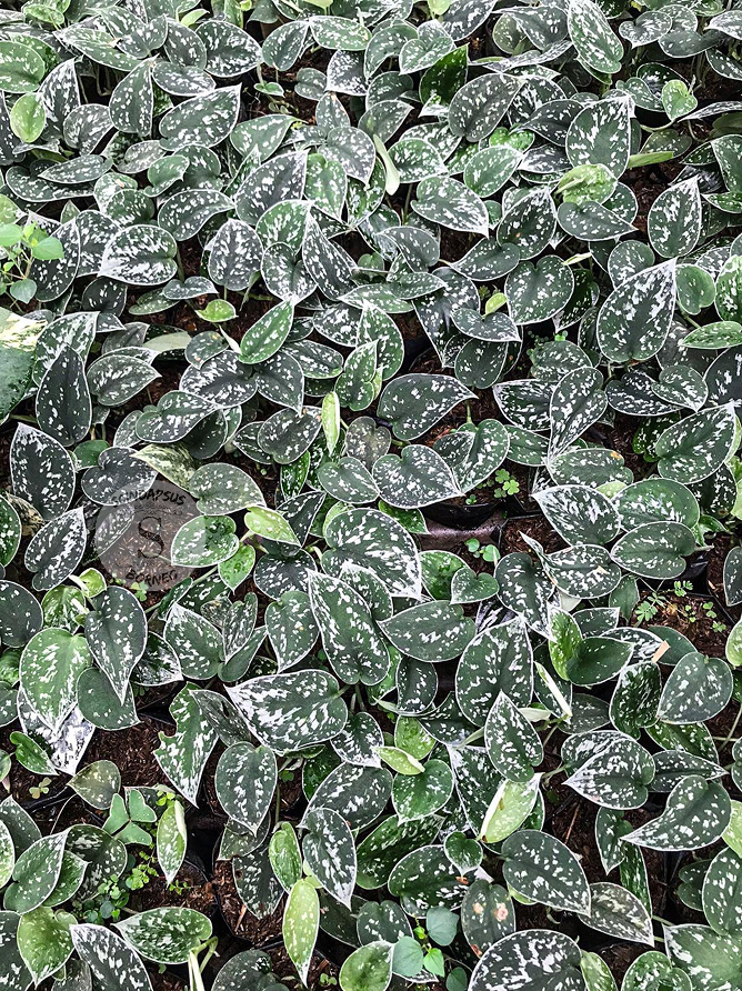 Scindapsus Silvery Anne - Scindapsus Borneo