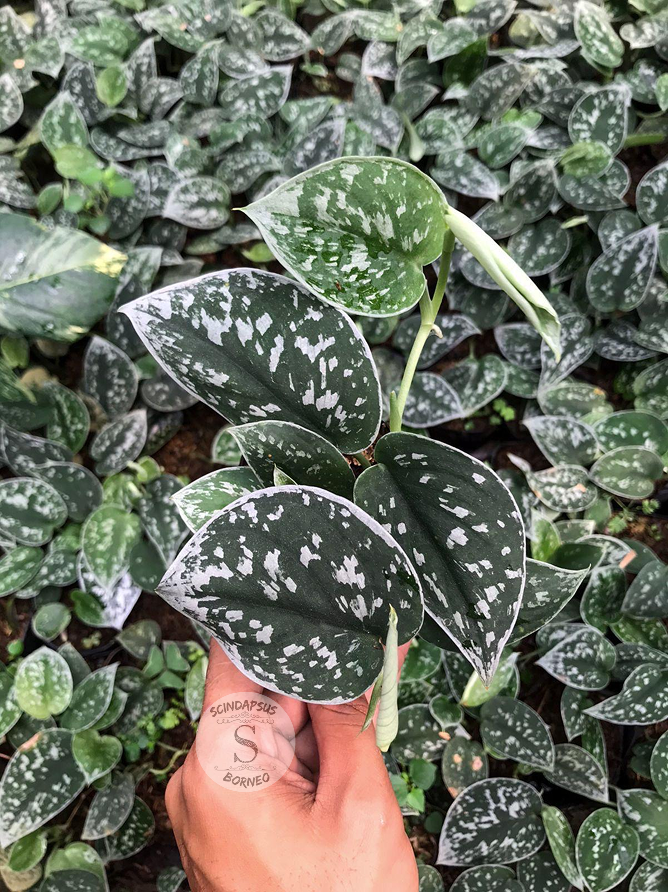 Scindapsus Silvery Anne - Scindapsus Borneo