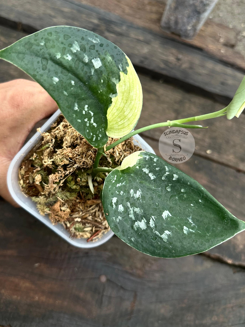 Scindapsus Singkawang Dark Polkadot Albos - Scindapsus Borneo
