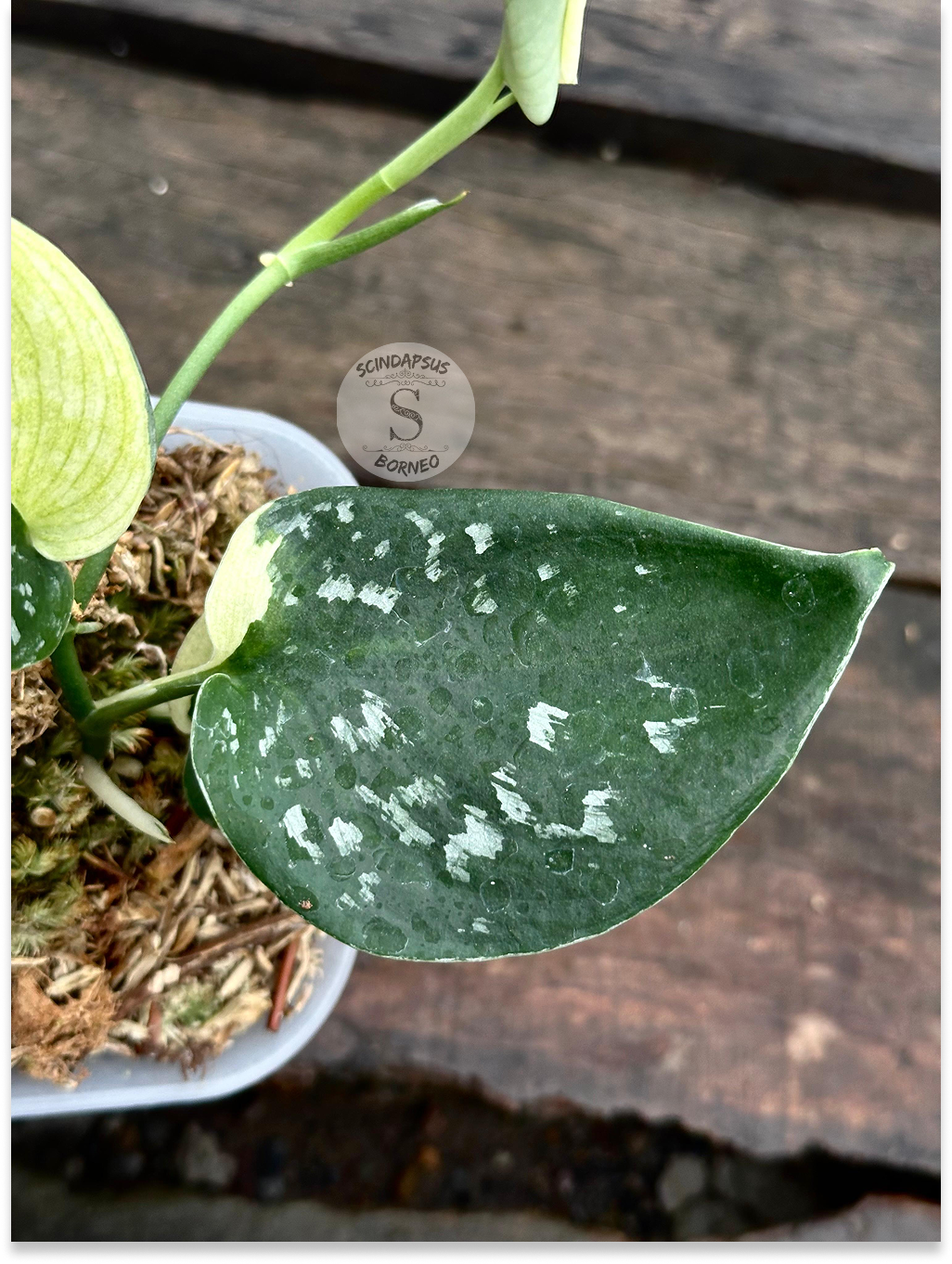 Scindapsus Singkawang Dark Polkadot Albos - Scindapsus Borneo