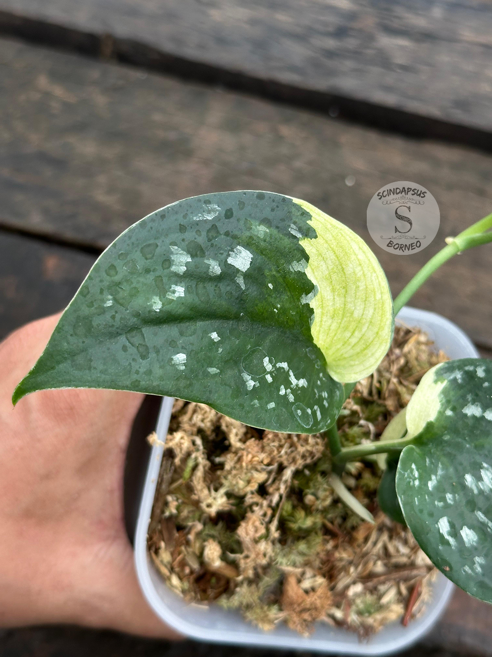 Scindapsus Singkawang Dark Polkadot Albos - Scindapsus Borneo