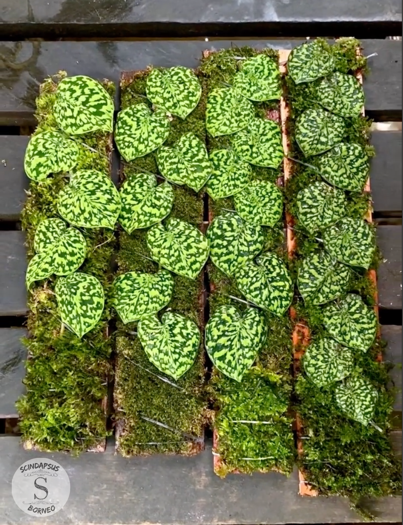 Scindapsus Snake Scale Stabillo - Package 10x