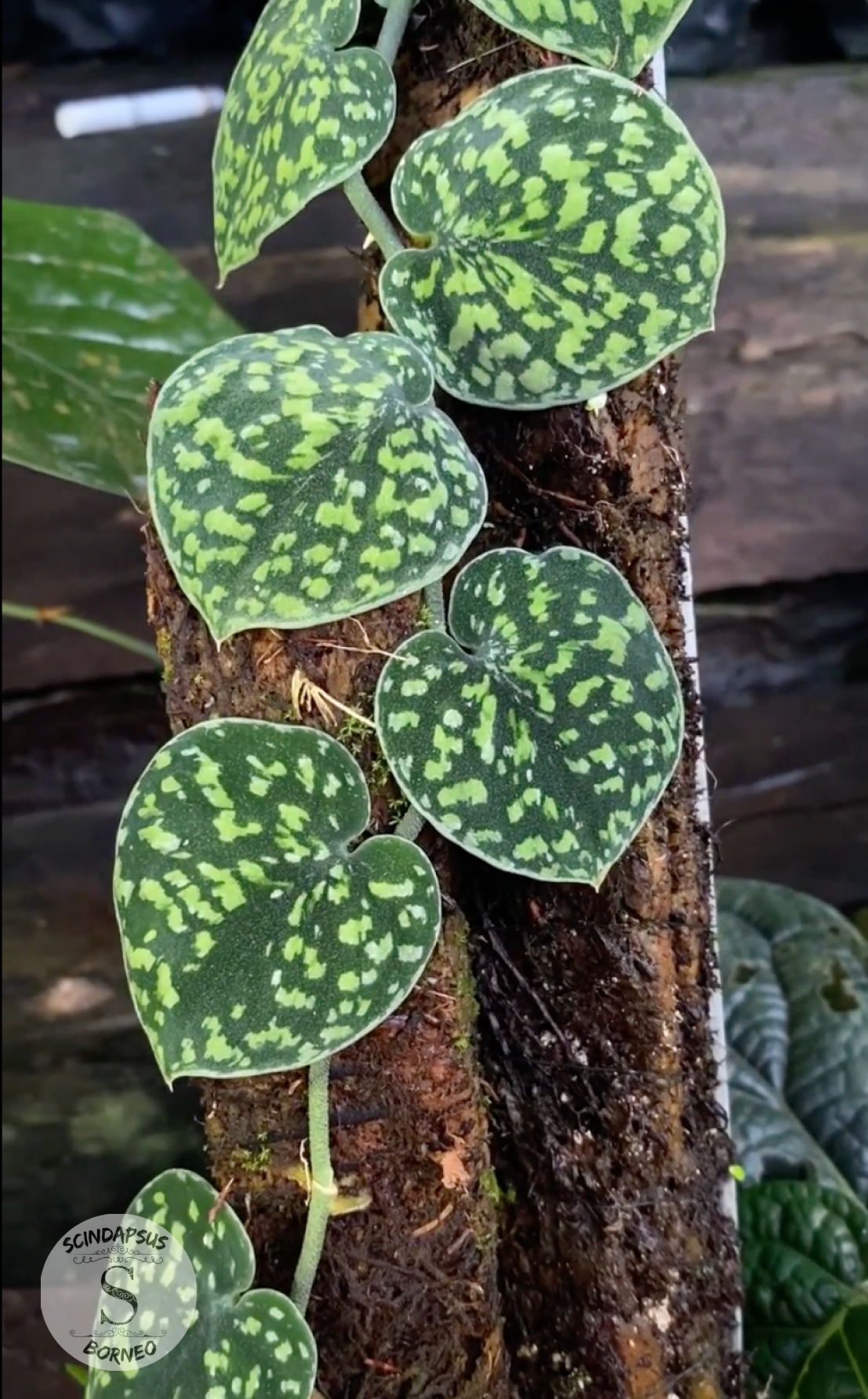 Scindapsus Snake Scale Stabillo - Package 10x
