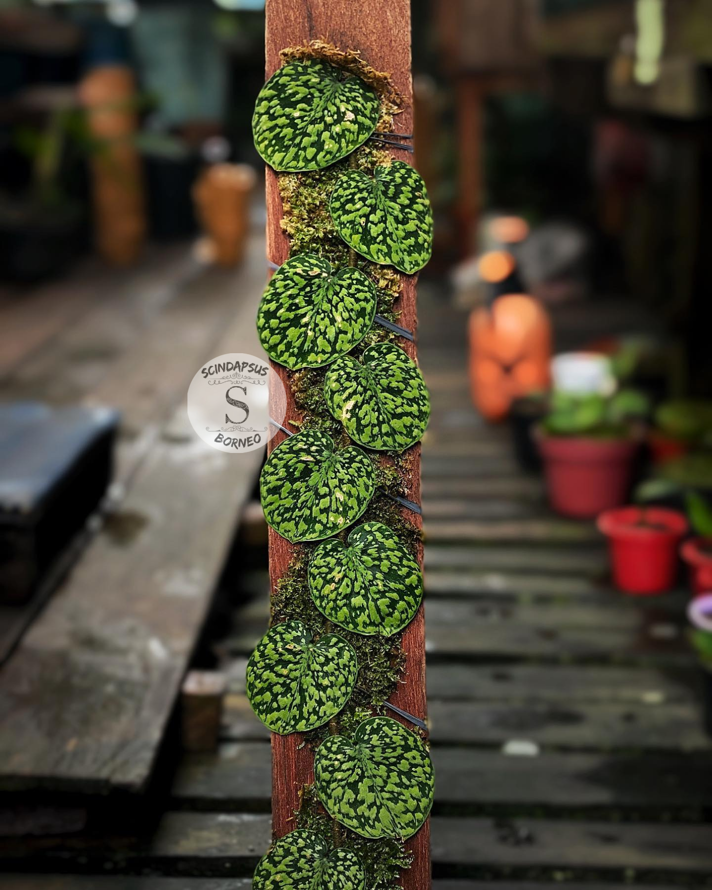 Scindapsus Snake Scale Stabillo - Package 10x