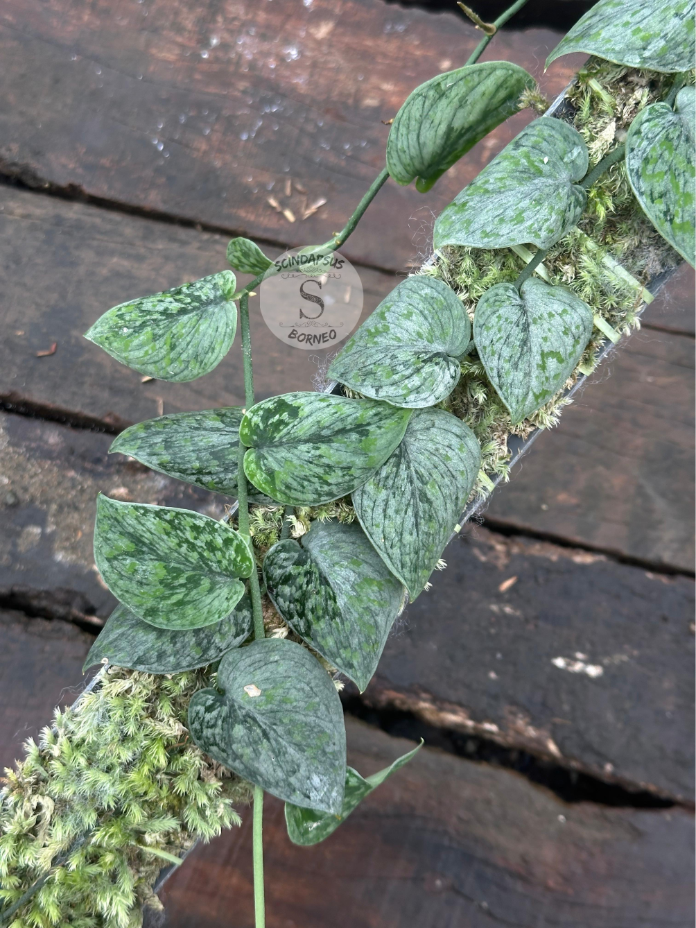 Scindapsus Snow Flex Mutation - Scindapsus Borneo