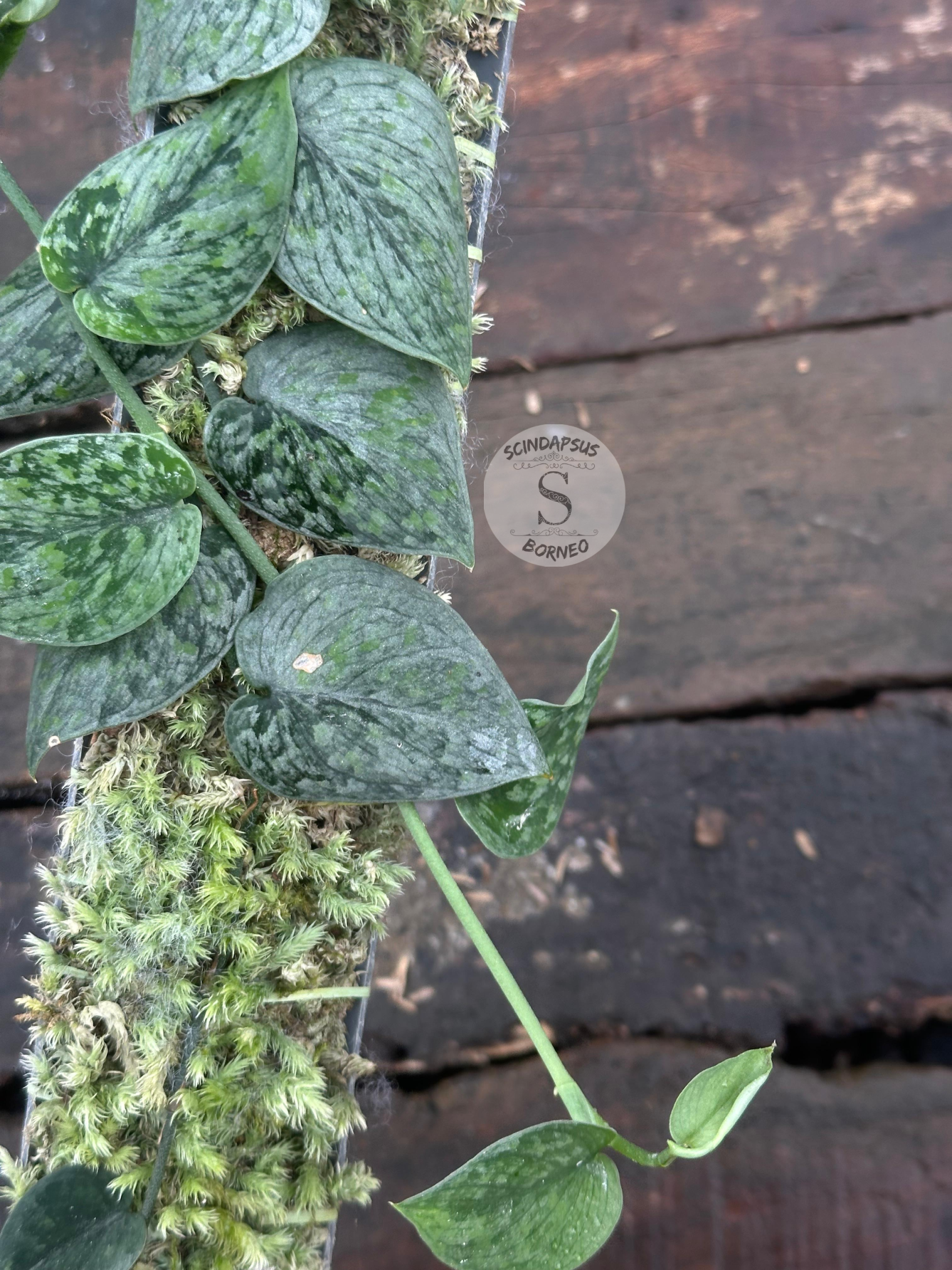 Scindapsus Snow Flex Mutation - Scindapsus Borneo