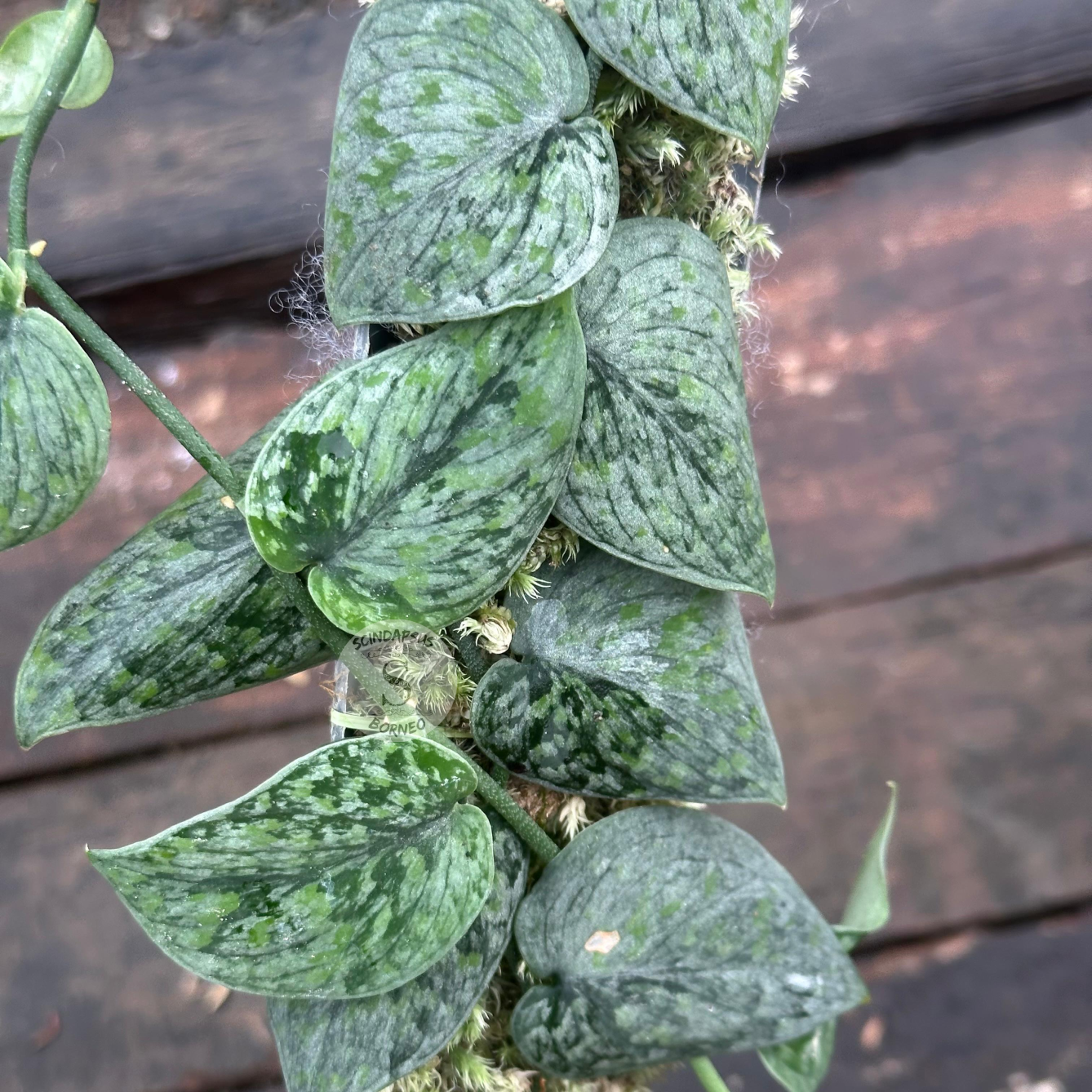 Scindapsus Snow Flex Mutation - Scindapsus Borneo