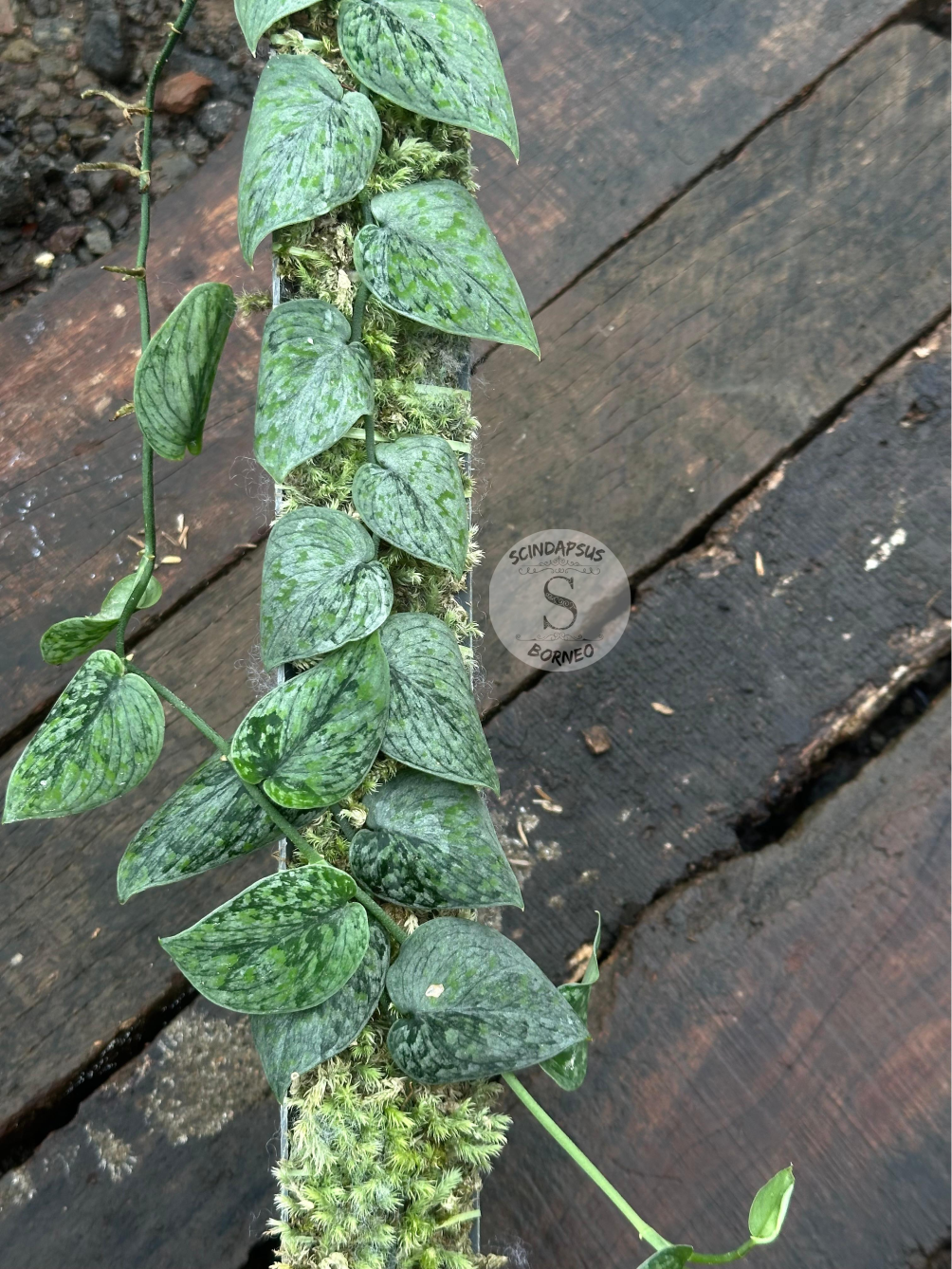 Scindapsus Snow Flex Mutation - Scindapsus Borneo