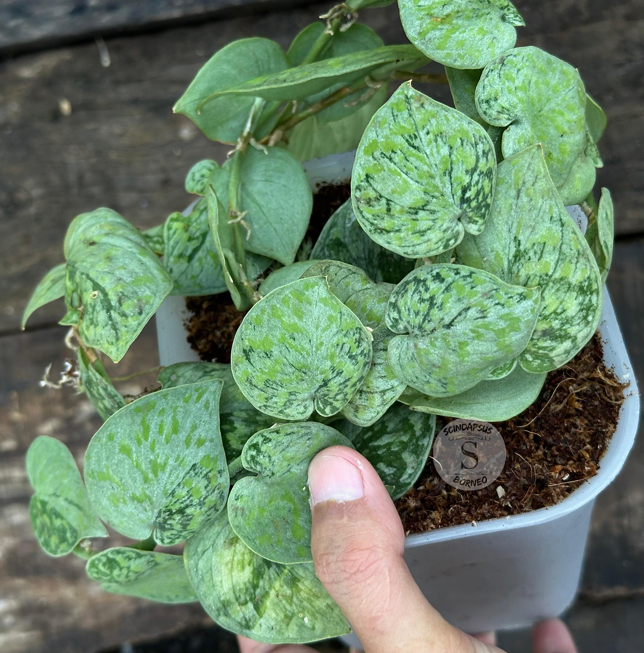 Scindapsus Snow Flake Mutation 2 - Best Selected - Scindapsus Borneo