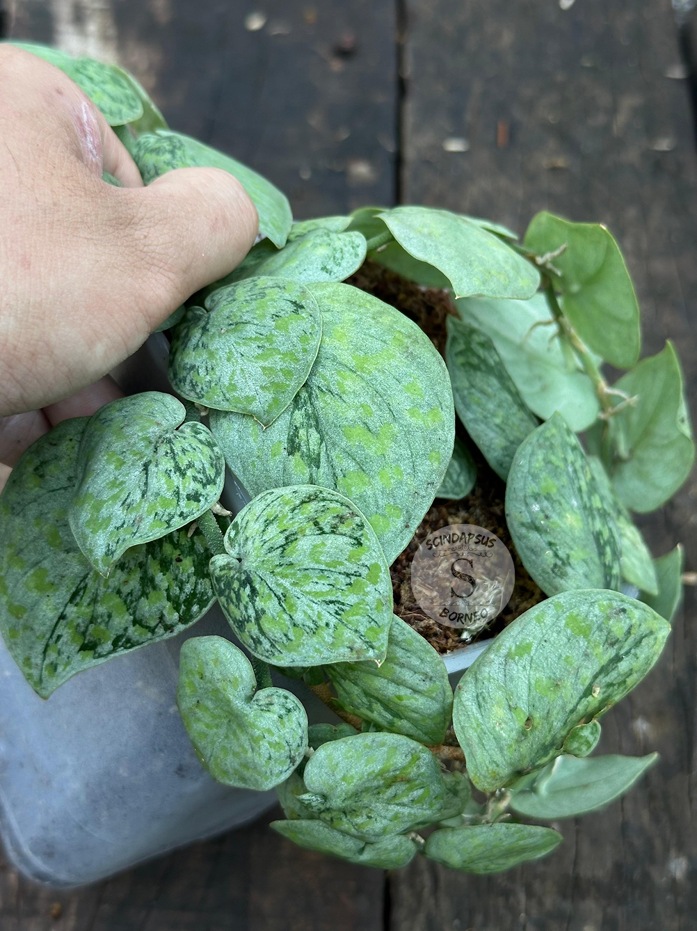 Scindapsus Snow Flake Mutation 2 - Best Selected - Scindapsus Borneo