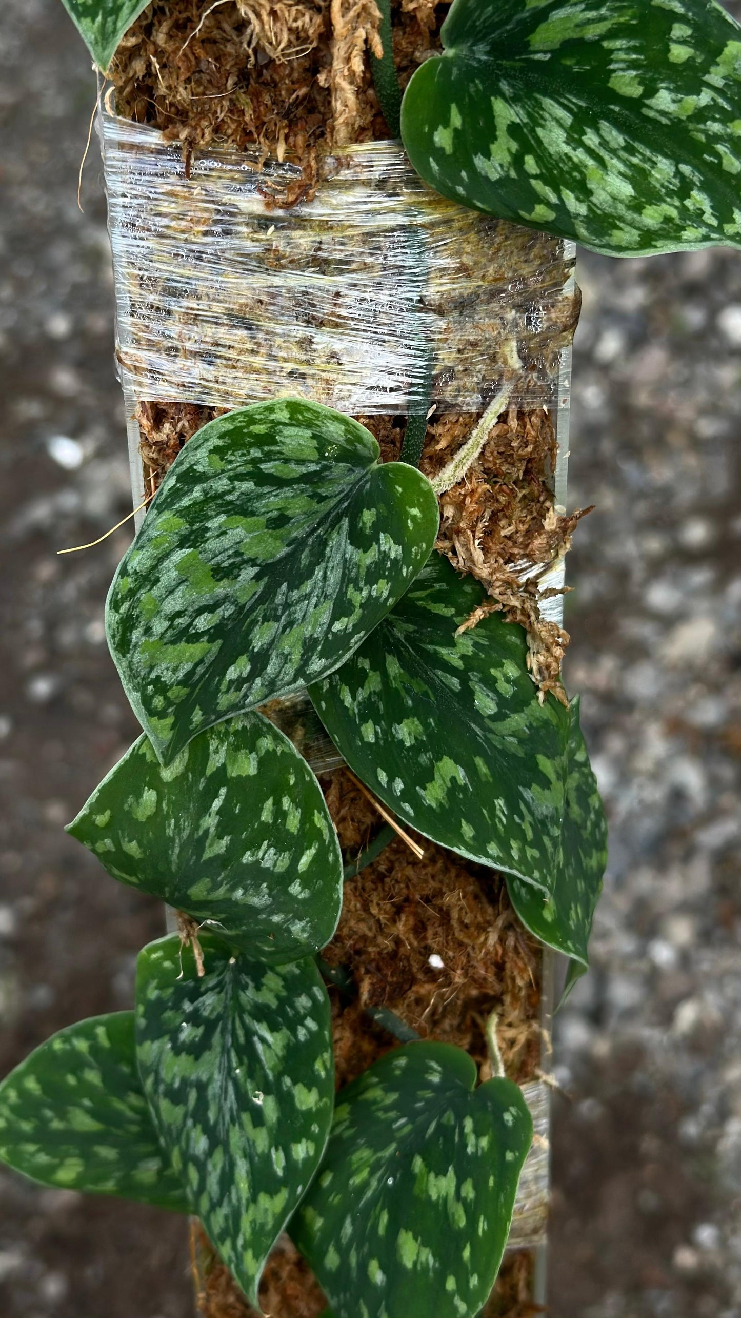 Scindapsus Snow Flake Mutation (Green Form) - Best Selected