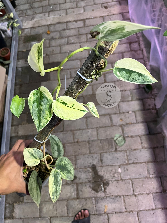 Scindapsus Sparkling Kunzo - Best Selected - Scindapsus Borneo
