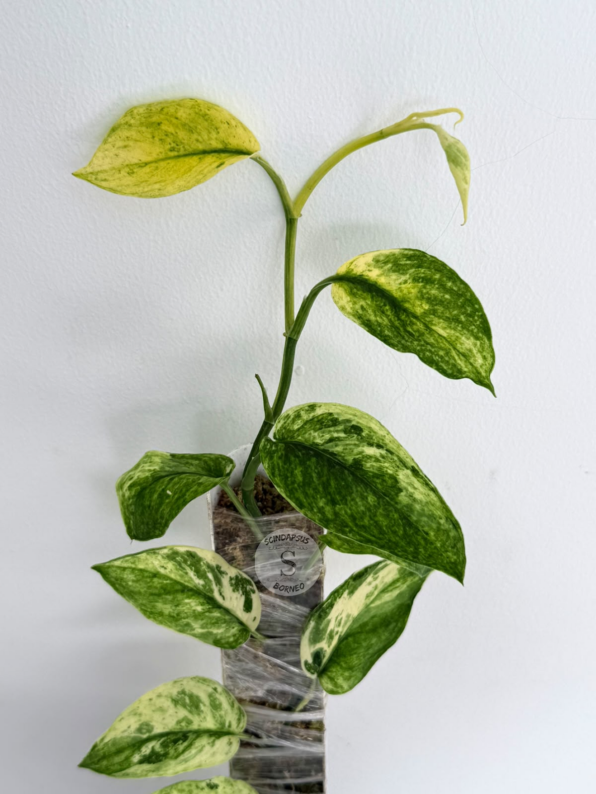 Scindapsus Spearmint mutation - Best Selected