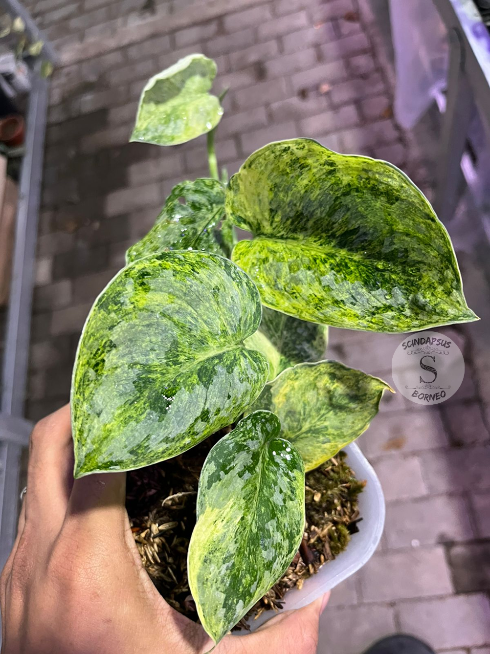 Scindapsus Tembaga Yellow Lava - Best Selected - Scindapsus Borneo