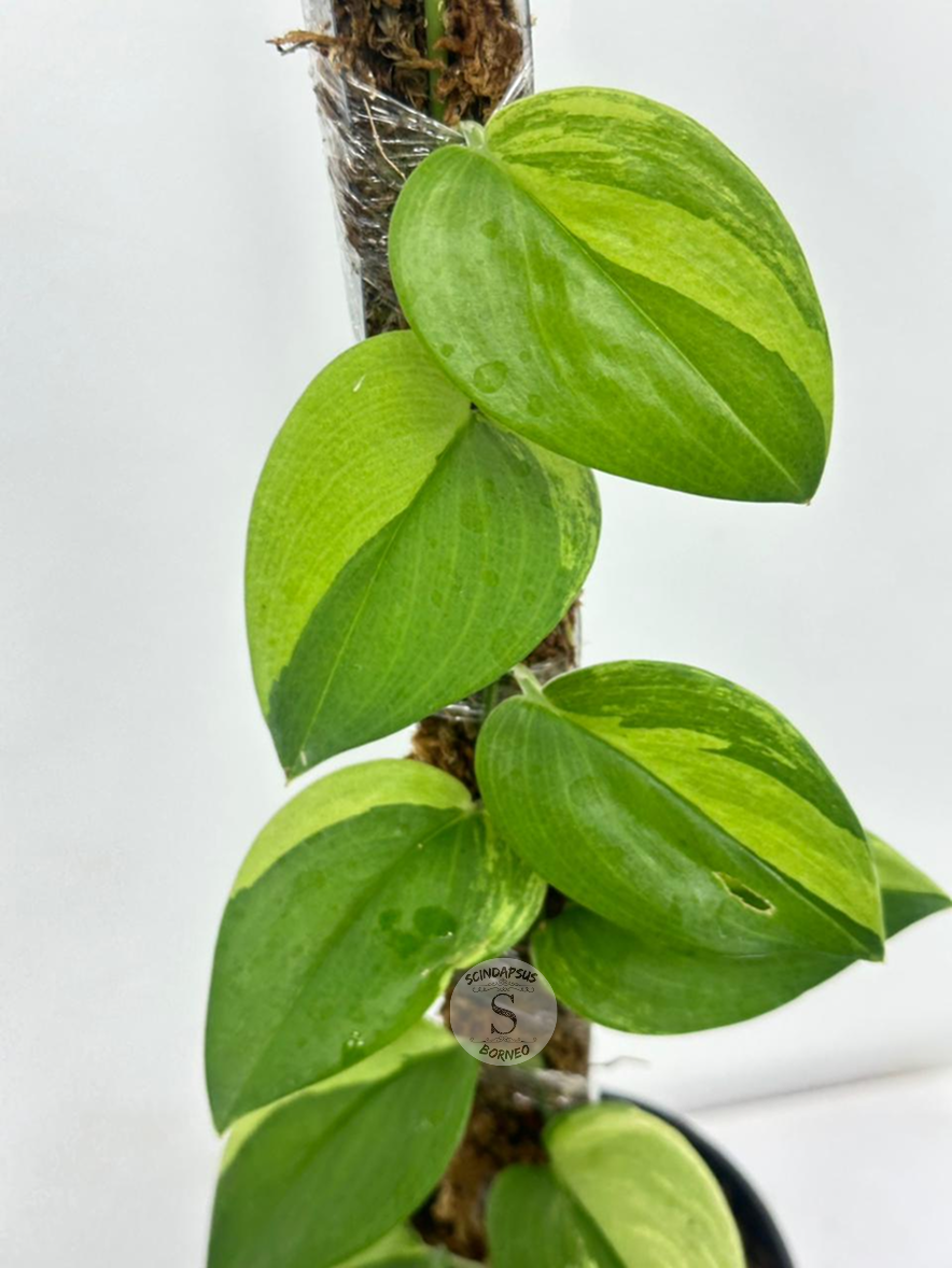 Scindapsus Treubi Gog Lemon - Best Selected