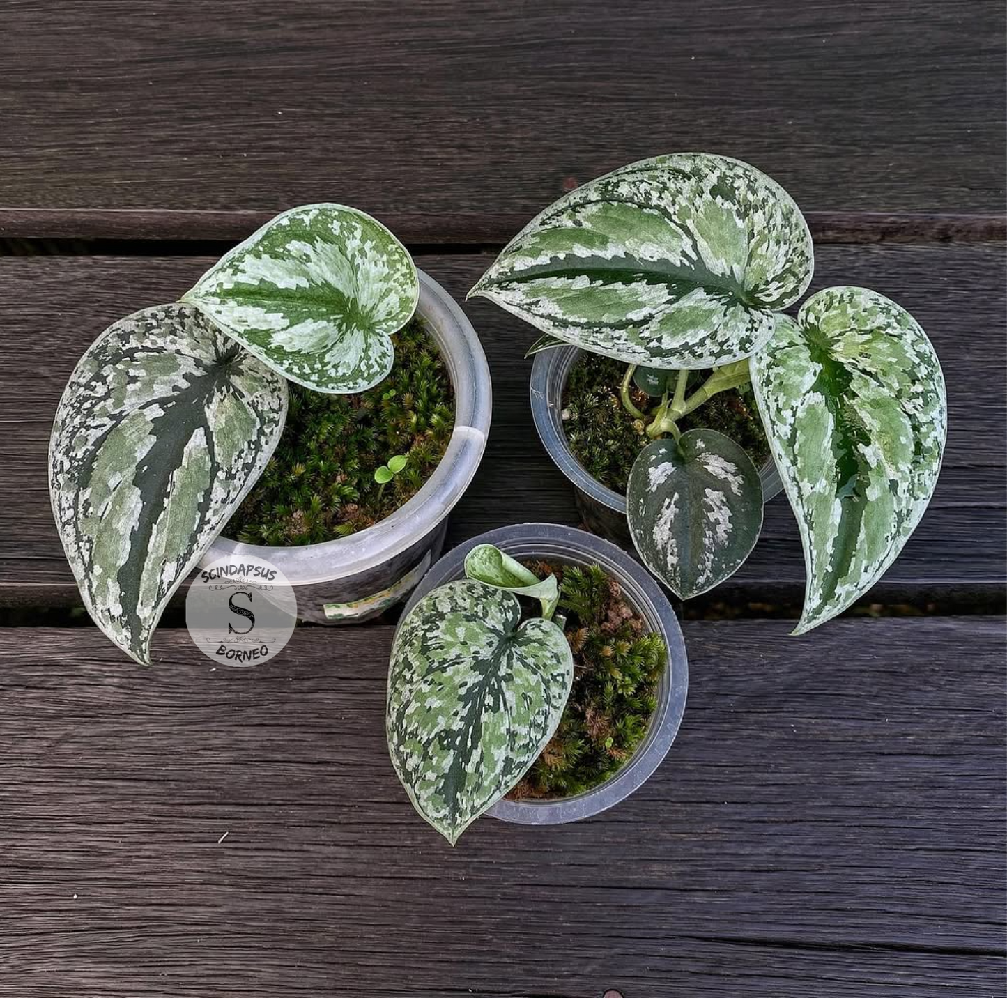 Scindapsus Tricollor Silver Platinum - Package 10x