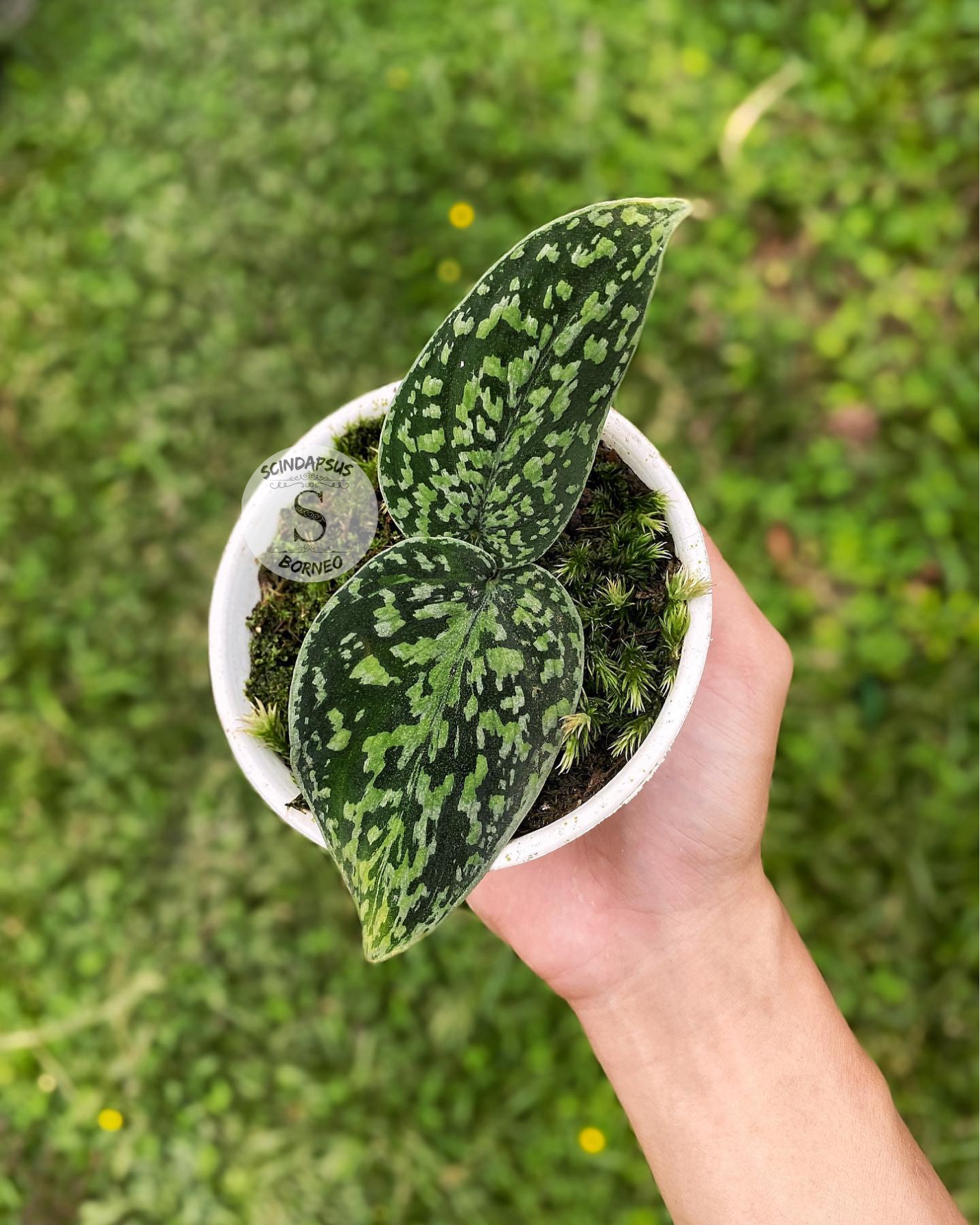 Scindapsus Tricollor Stabillo - Scindapsus Borneo