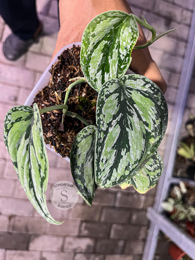 Scindapsus Tricolor 3 - Best Selected - Scindapsus Borneo