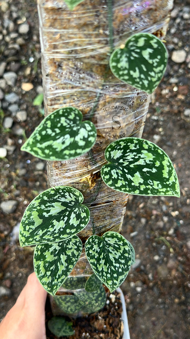 Scindapsus Tricolor Dark Form Choice 2 - Best Selected