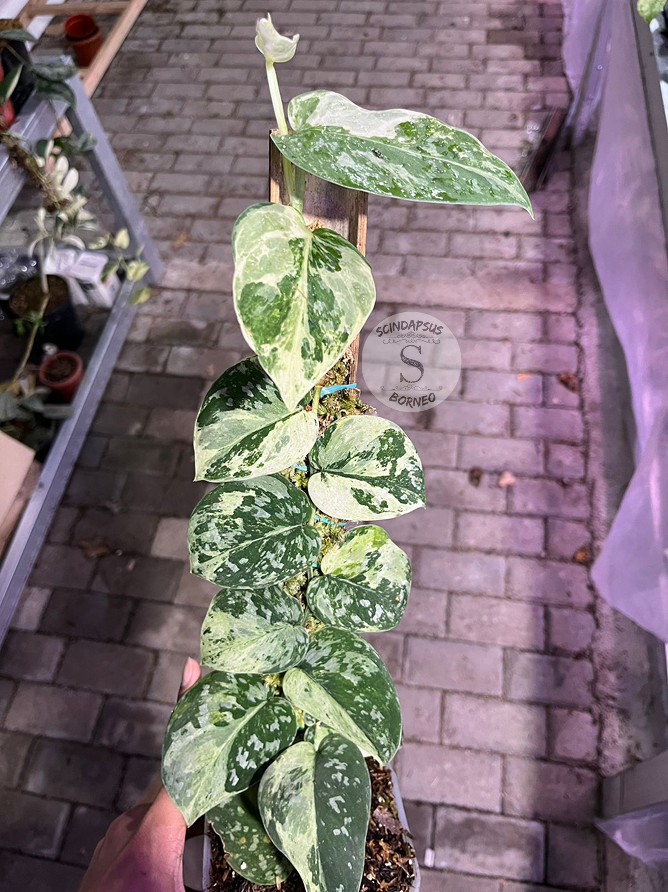 Scindapsus White Crocodile Tricolor - Best Selected