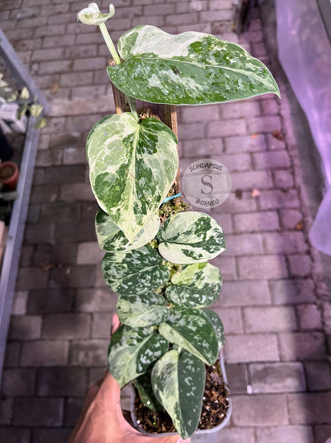 Scindapsus White Crocodile Tricolor - Best Selected