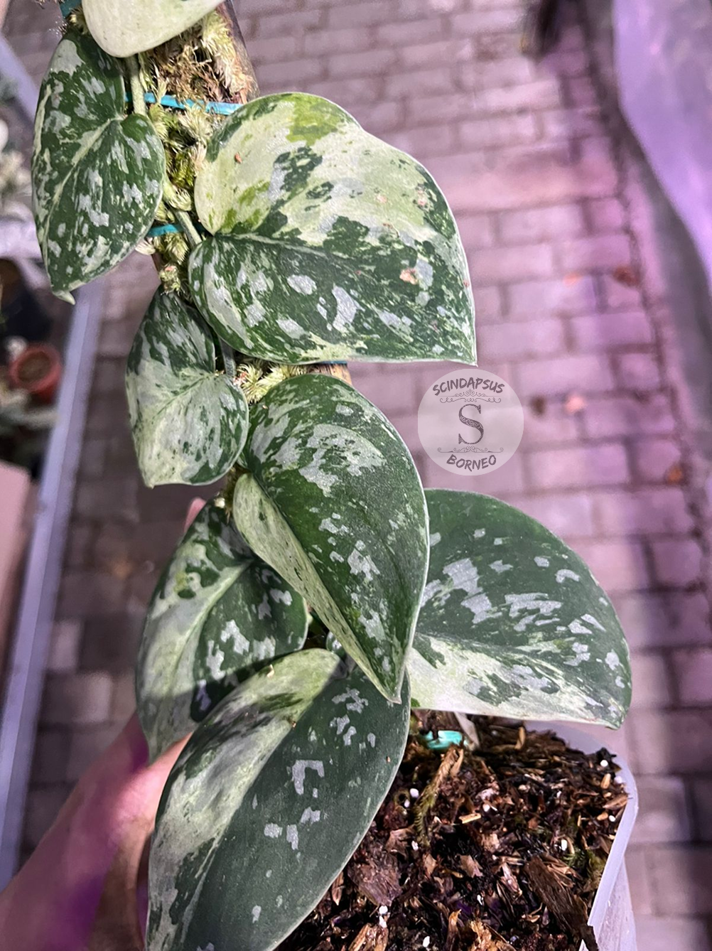 Scindapsus White Crocodile Tricolor - Best Selected