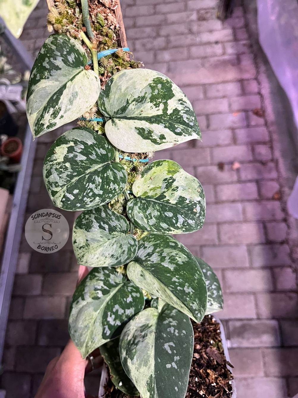 Scindapsus White Crocodile Tricolor - Best Selected - Scindapsus Borneo