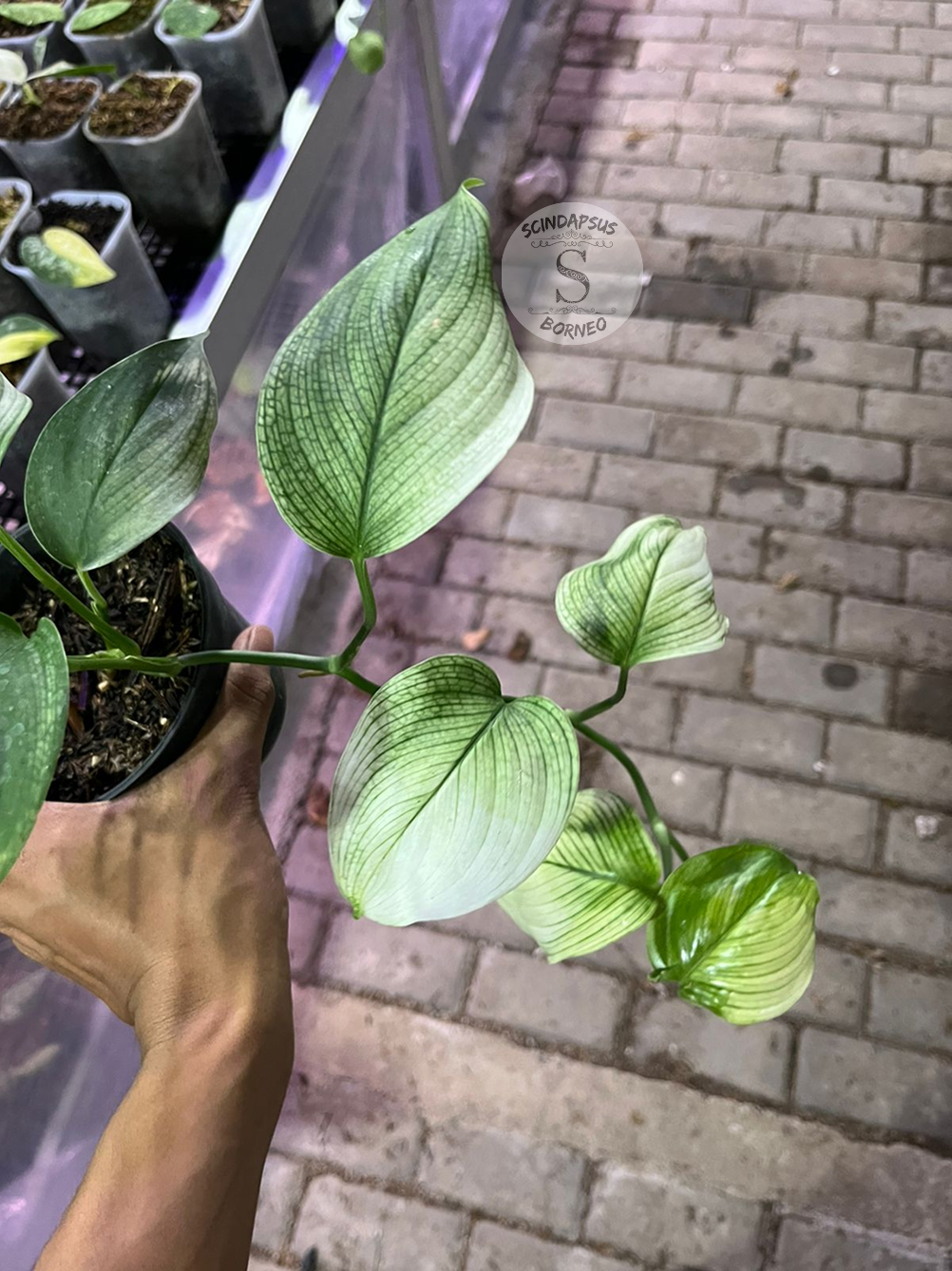 Scindapsus White Monster - Best Selected