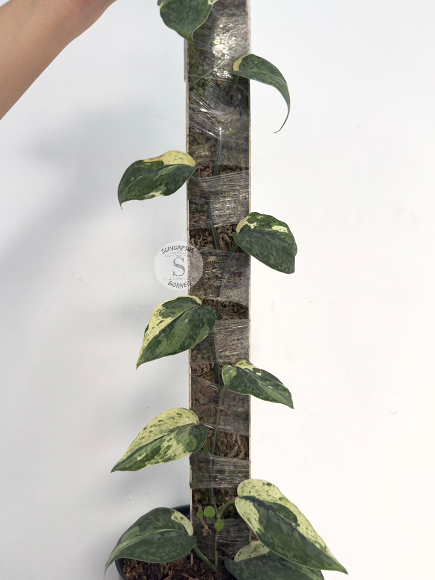 Scindapsus White hologram - Best Selected