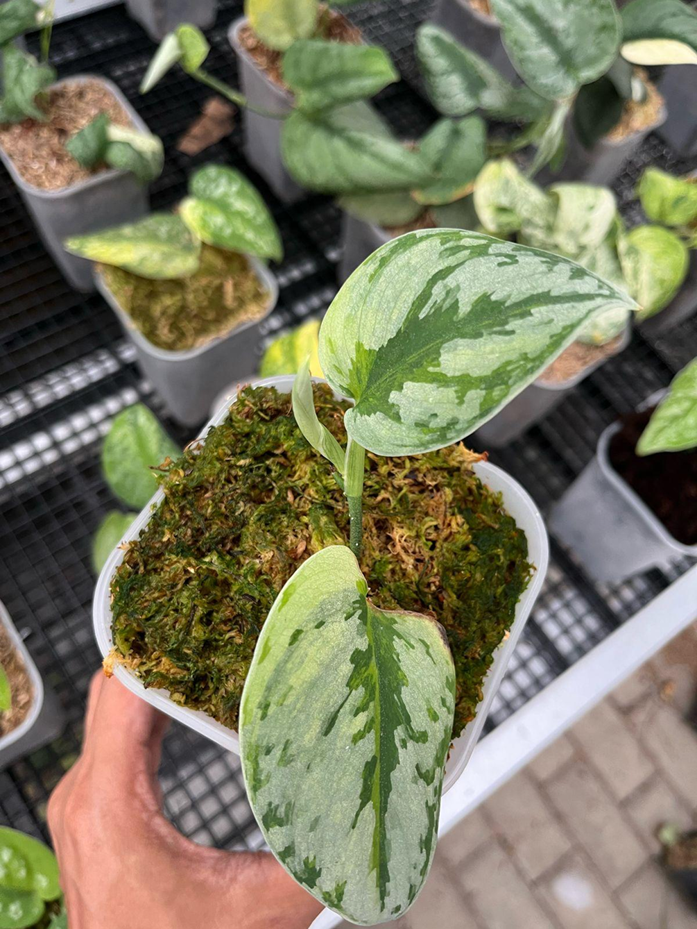 Scindapsus Yupa - Scindapsus Borneo
