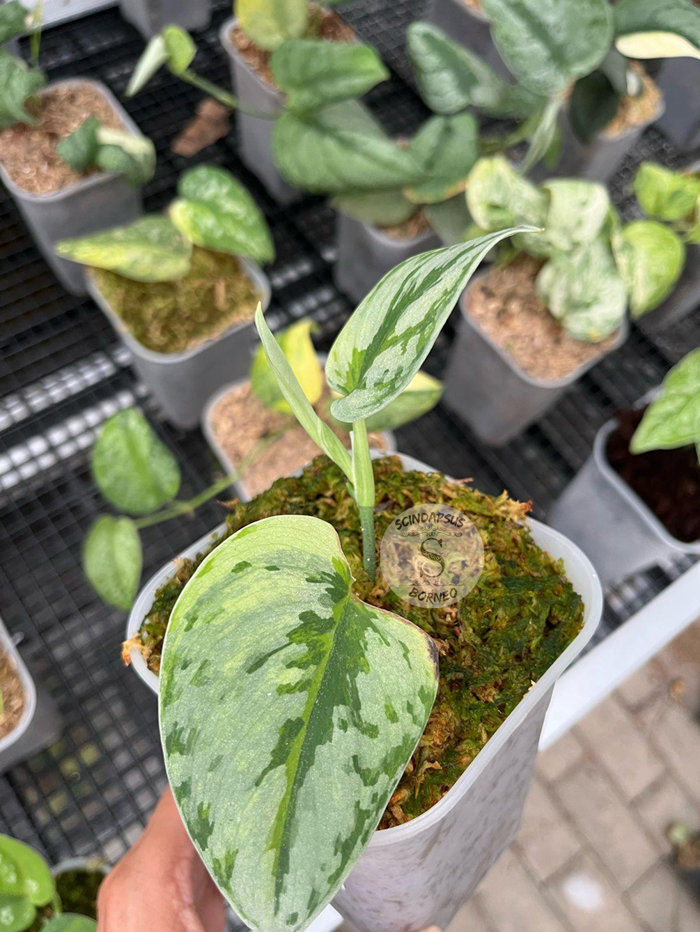 Scindapsus Yupa - Scindapsus Borneo