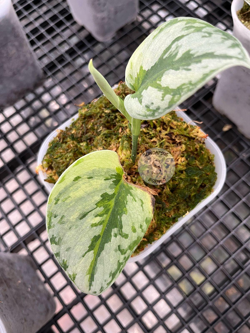 Scindapsus Yupa - Scindapsus Borneo