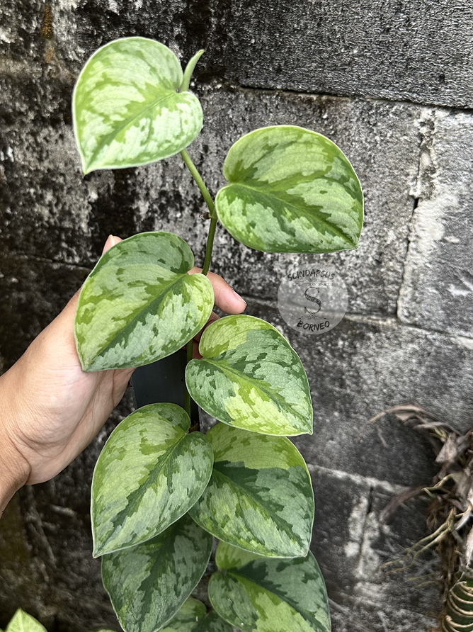 Scindapsus Yupa Mature - Best Selected - Scindapsus Borneo