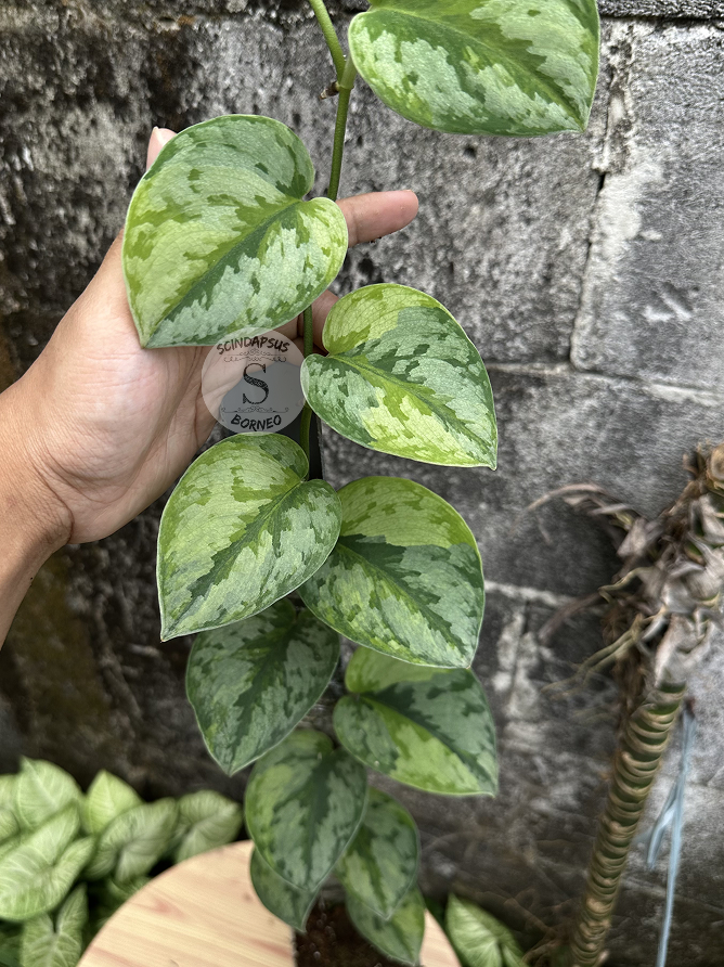 Scindapsus Yupa Mature - Best Selected - Scindapsus Borneo