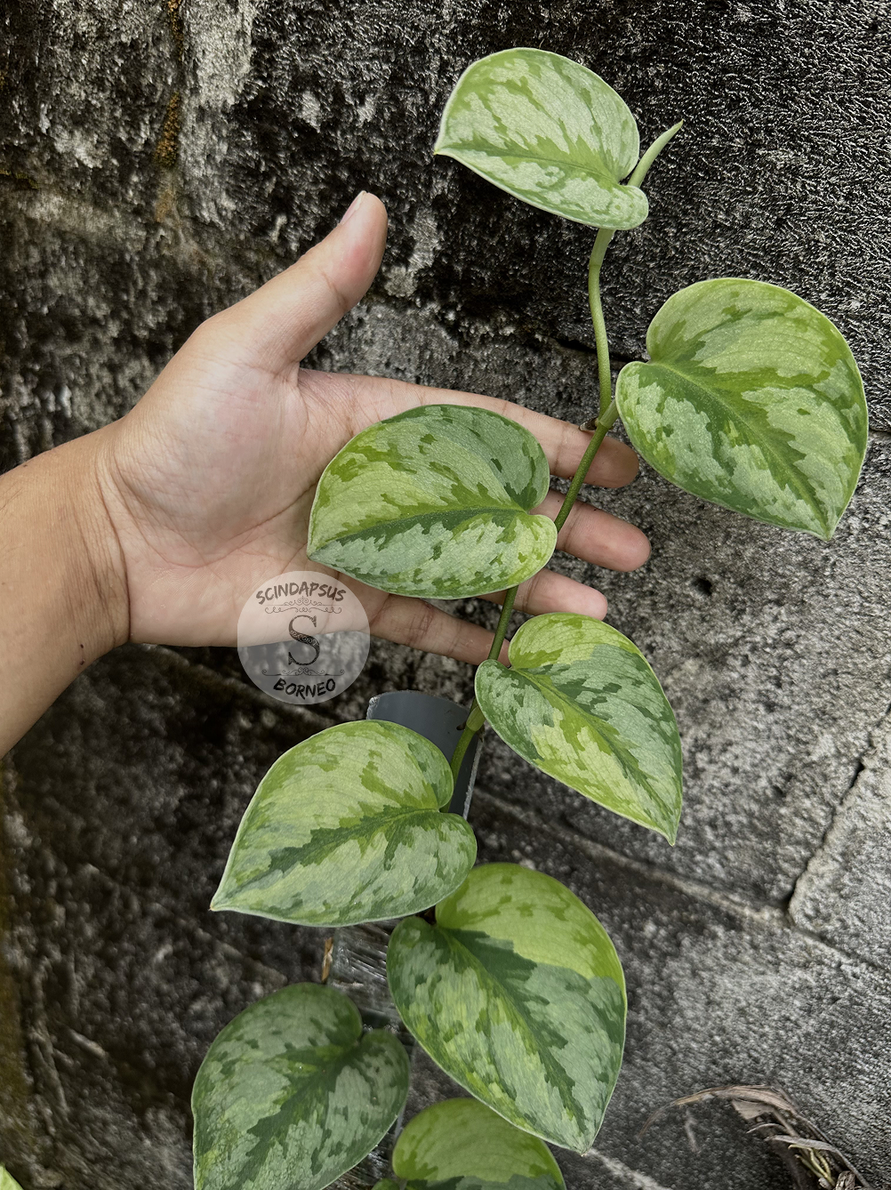 Scindapsus Yupa Mature - Best Selected - Scindapsus Borneo